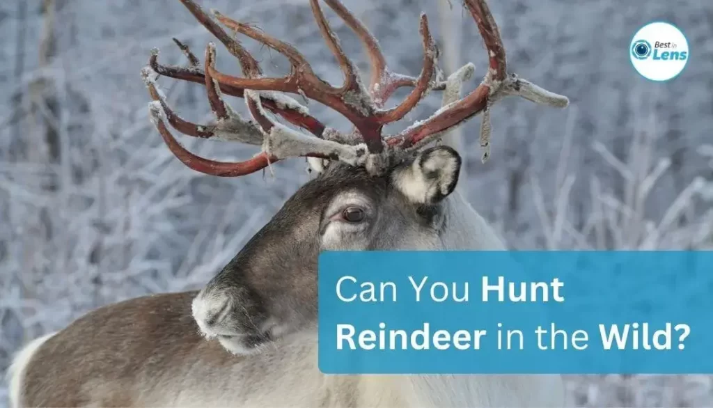 Can You Hunt Reindeer in the Wild