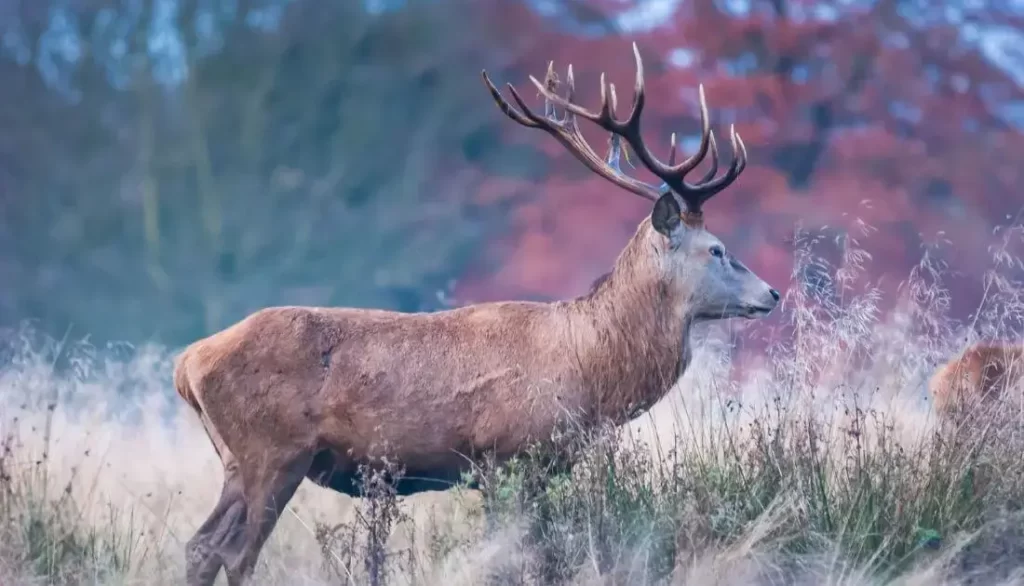 How to Choose the Best Binoculars for Deer Hunting